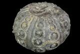 Detailed Nenoticidaris Fossil Urchin - Morocco #89253-2